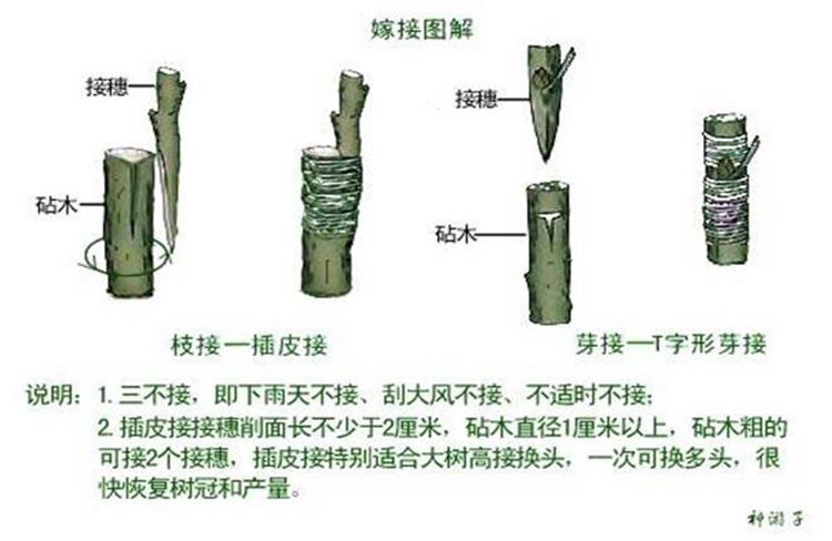 锋利白钢芽接刀嫁接刀工具果树嫁接器刀具接木园艺嫁接刀直头款243号