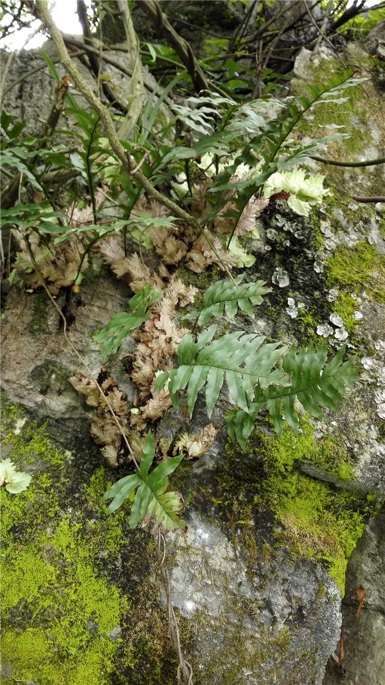 优友新鲜野生中药材骨碎补毛姜爬岩姜石岩姜猴姜申姜防脱秃顶_现价18