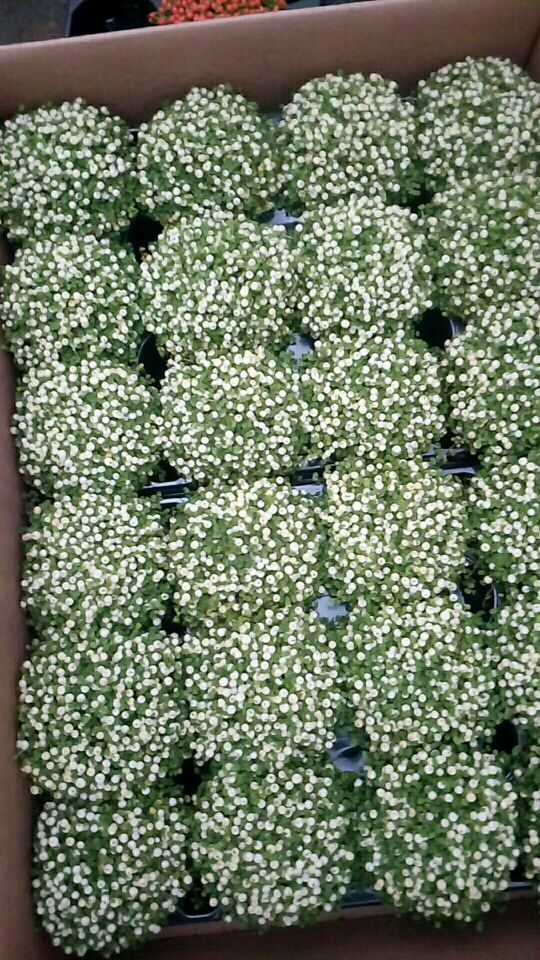 四季珍珠橙盆栽绿植花卉进口植物红果薄柱草珊瑚念珠草吉祥果 带塑料