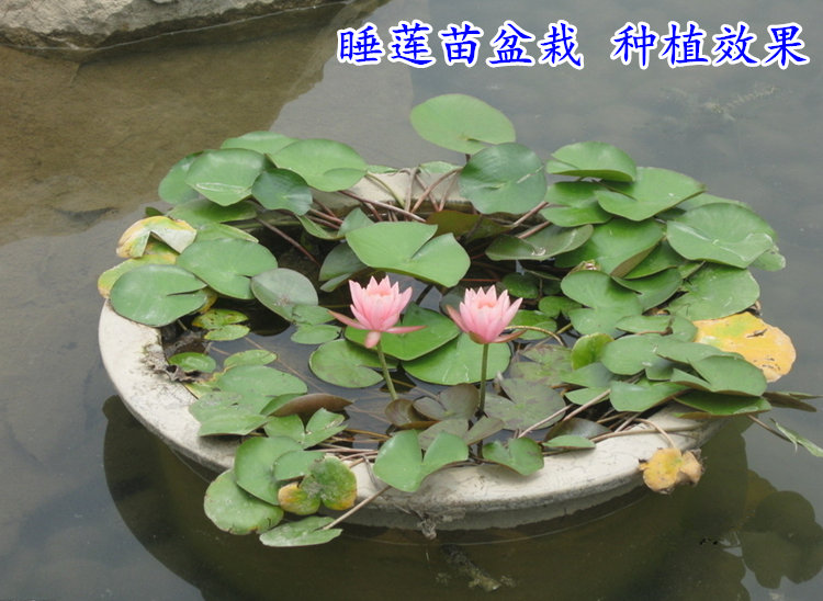 池塘水池鱼缸 大睡莲根块 水培植物 大睡莲花苗根茎块 睡莲苗 蓝宝石