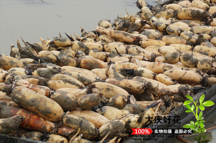 莱芮鄂莲9号巨无霸食用莲藕种苗炒吃脆煲汤粉的藕大型