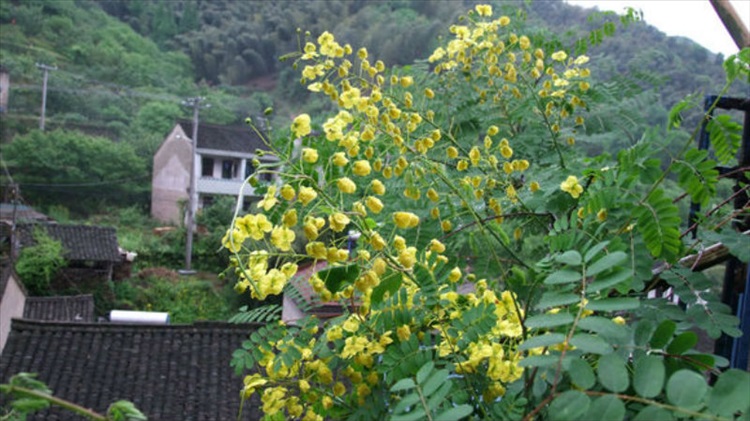 优友云实蛀虫黄牛刺虫 黄寮刺虫斗米虫活 倒督黄狼虫野生活虫十条