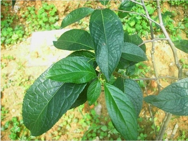 优友大别山 野生杜仲树苗 纯种药材杜仲中药材苗木皮花叶入药10棵 20