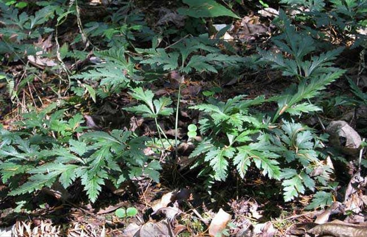 莱芮野生药材黄连鸡爪连川黄连苗室内阳台庭院盆栽林下种植现挖满