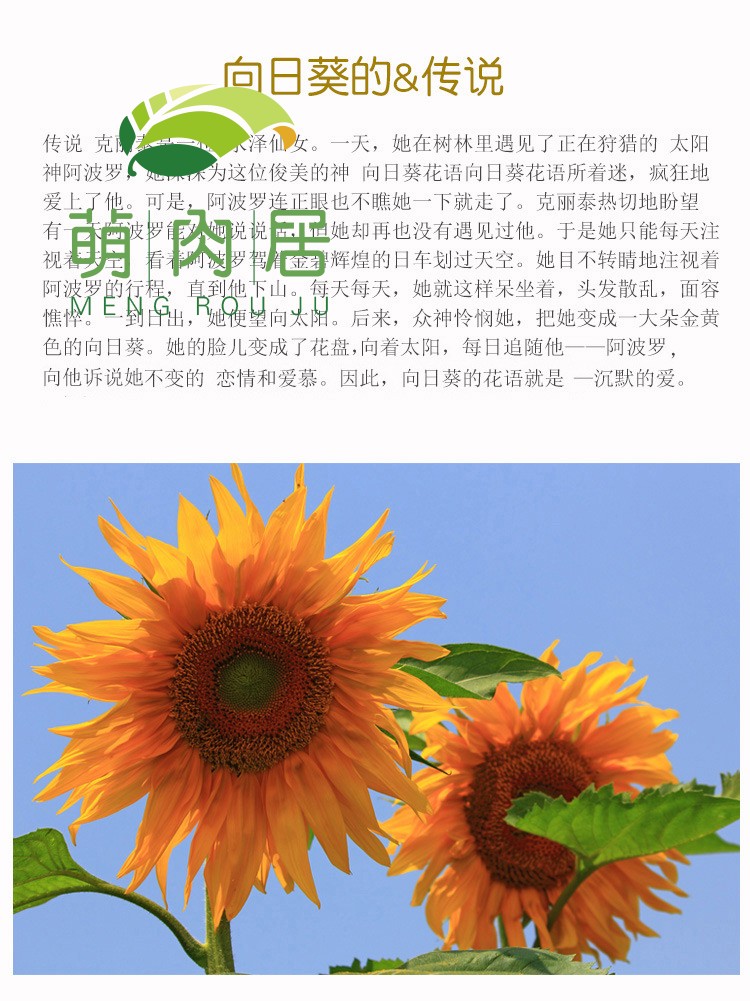 餐四季易种花卉种矮向日葵室内价格质量 哪个牌子比较