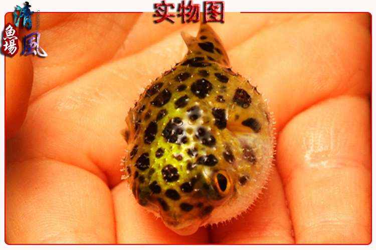 潜水艇 深水炸弹 气泡鱼 河豚 热带鱼观赏鱼活体鱼 水族宠物鱼 4cm