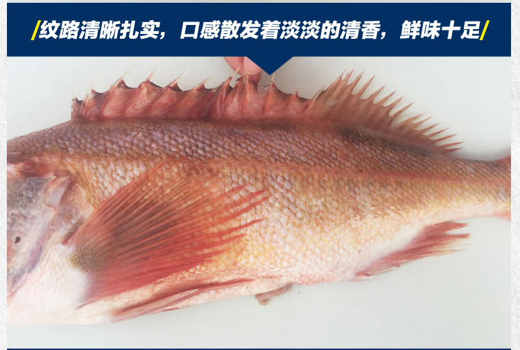 冰岛野生红石斑鱼红鱼大眼鱼富贵鱼500g_现价-1元