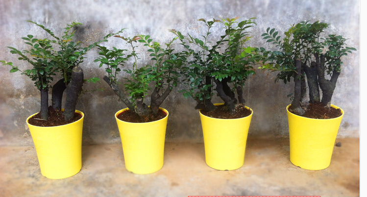 小叶紫檀盆景树桩 紫檀苗 实物拍摄 室内花卉盆栽 微型植物盆景 盆栽图片