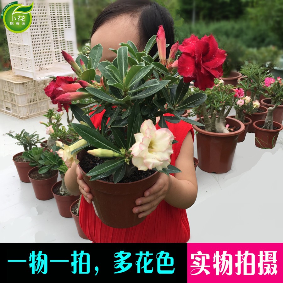 柠八 沙漠玫瑰花苗盆栽四季开鲜花庭院室内绿植盆景花卉 状元红 沙漠