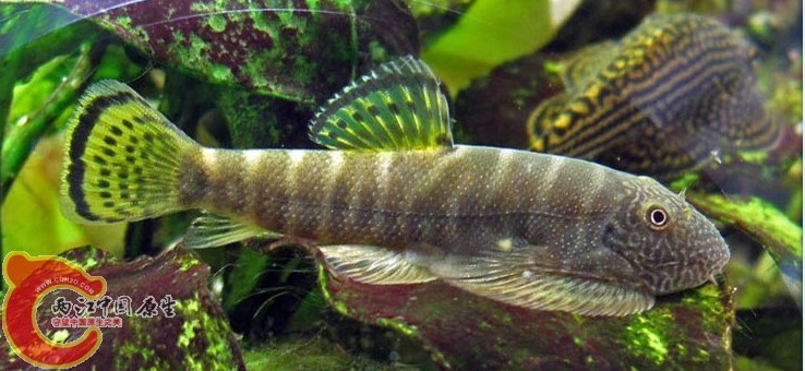 小调水族长汀拟腹方氏麦氏吸鳅除藻冷水原生鱼工具鱼琵琶鱼清道夫 4-5