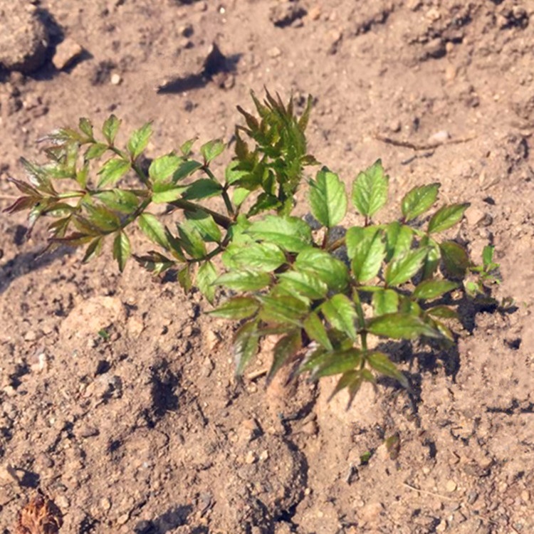 逍遥野生刺嫩芽刺老芽东北山区特产山菜刺嫩芽种子山野菜种苗 1年苗