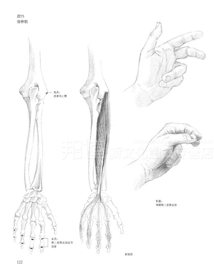 解剖大全 素描人体结构 素描人体教材书 人物素描教程 素描自学入门