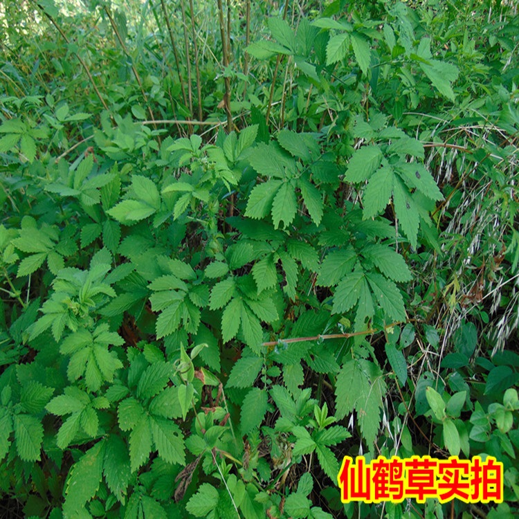 莱芮大别山野生仙鹤草龙牙草狼牙草脱力草地仙草瓜香草狼芽草500克