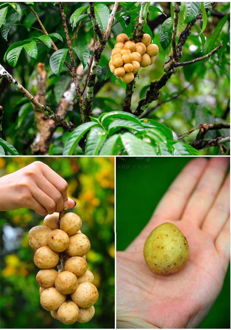 现货 泰国新鲜龙宫果1.5kg 黄皮椰色果 甜琵琶果 龙贡