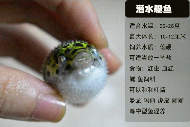 潜水艇深水气泡鱼 活体 热带鱼观赏鱼活水族宠物鱼 充气鱼 暗绿豚