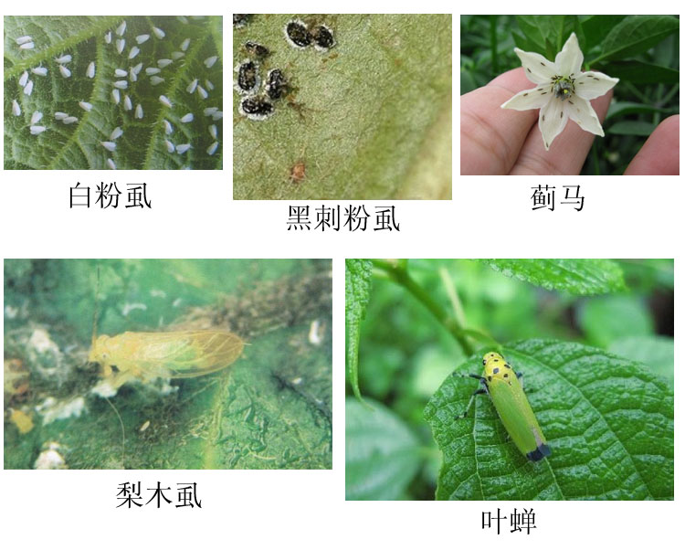 中保虱鸟 水稻飞虱 叶蝉 蚜虫 梨木虱 粉虱 蔬菜果树杀虫剂生物农药