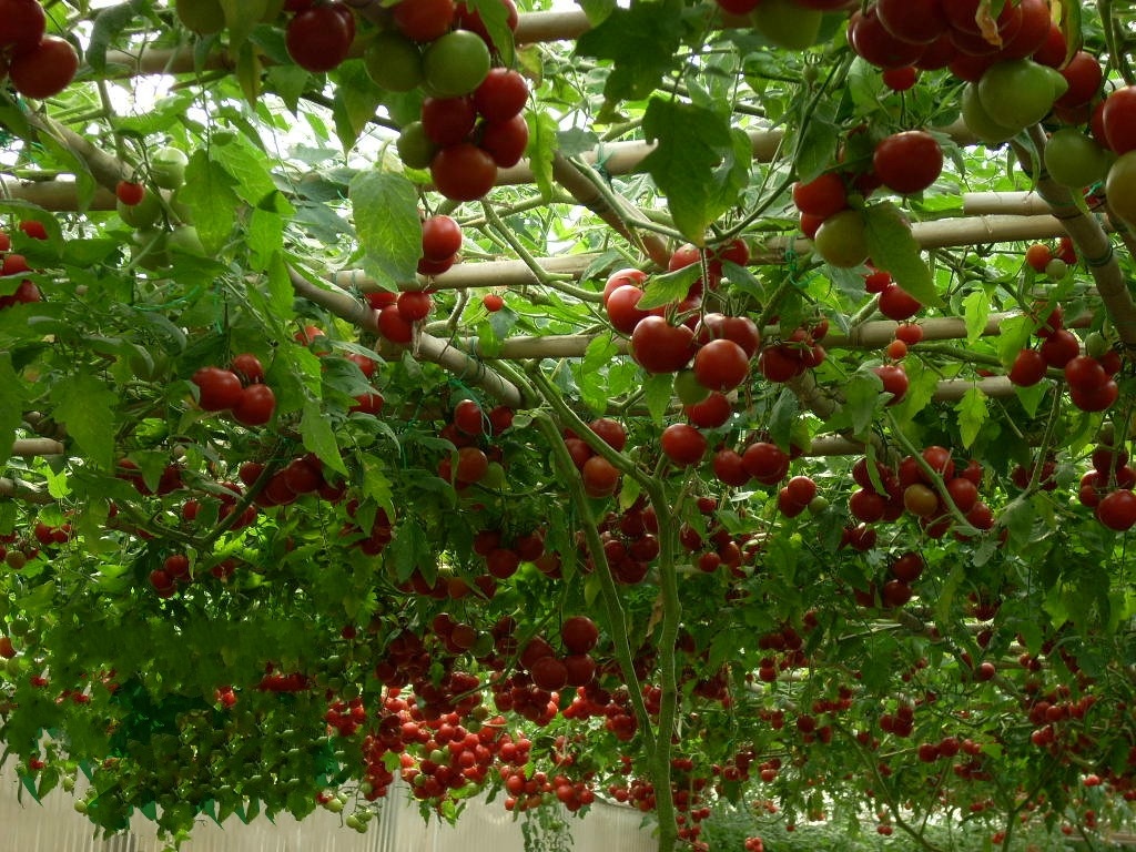 番茄苗 樱桃番茄苗 圣女果番茄树苗 阳台盆栽四季种 蔬菜水果苗 一年