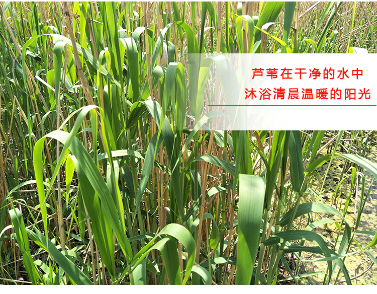农家野生粽叶新鲜芦苇叶粽子叶包粽子的叶子一件120片