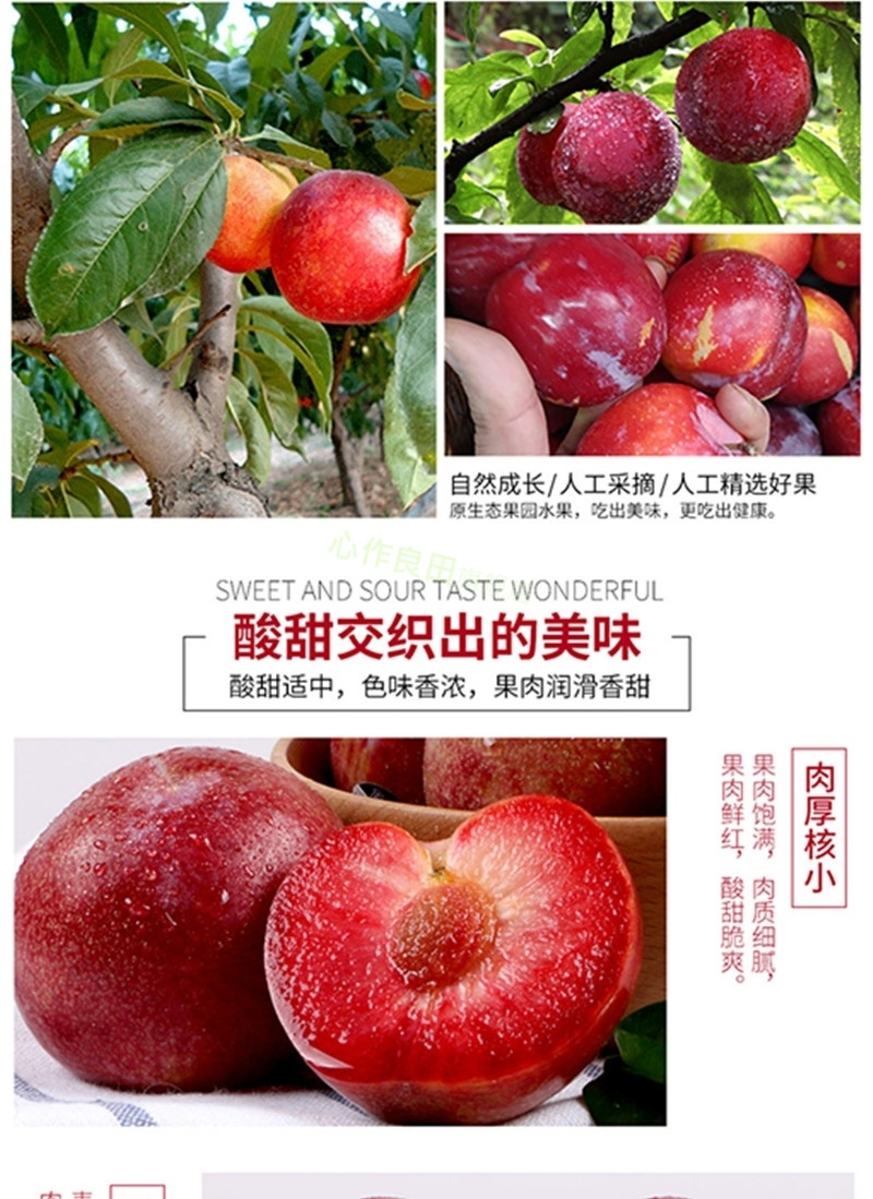 心作良田 智利进口红布林1kg 血丝李 恐龙蛋 新鲜李子
