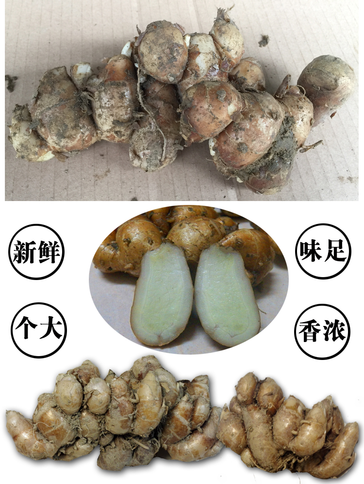 沙姜正宗广东特产白切鸡椰子鸡香料生山奈可作种子1斤