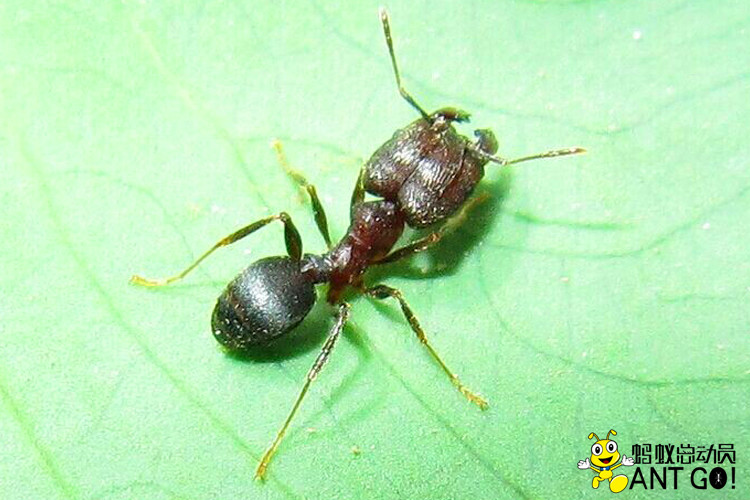 伊大头蚁pheidoleyeensis活体家园工坊科普教育森大头蚁2后100工