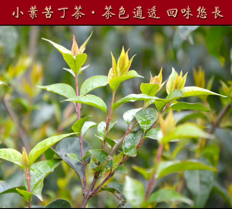 3袋 贵州特产 余庆小叶苦丁茶袋泡茶发酵茶 毛冬青野生苦丁茶 200g/袋图片