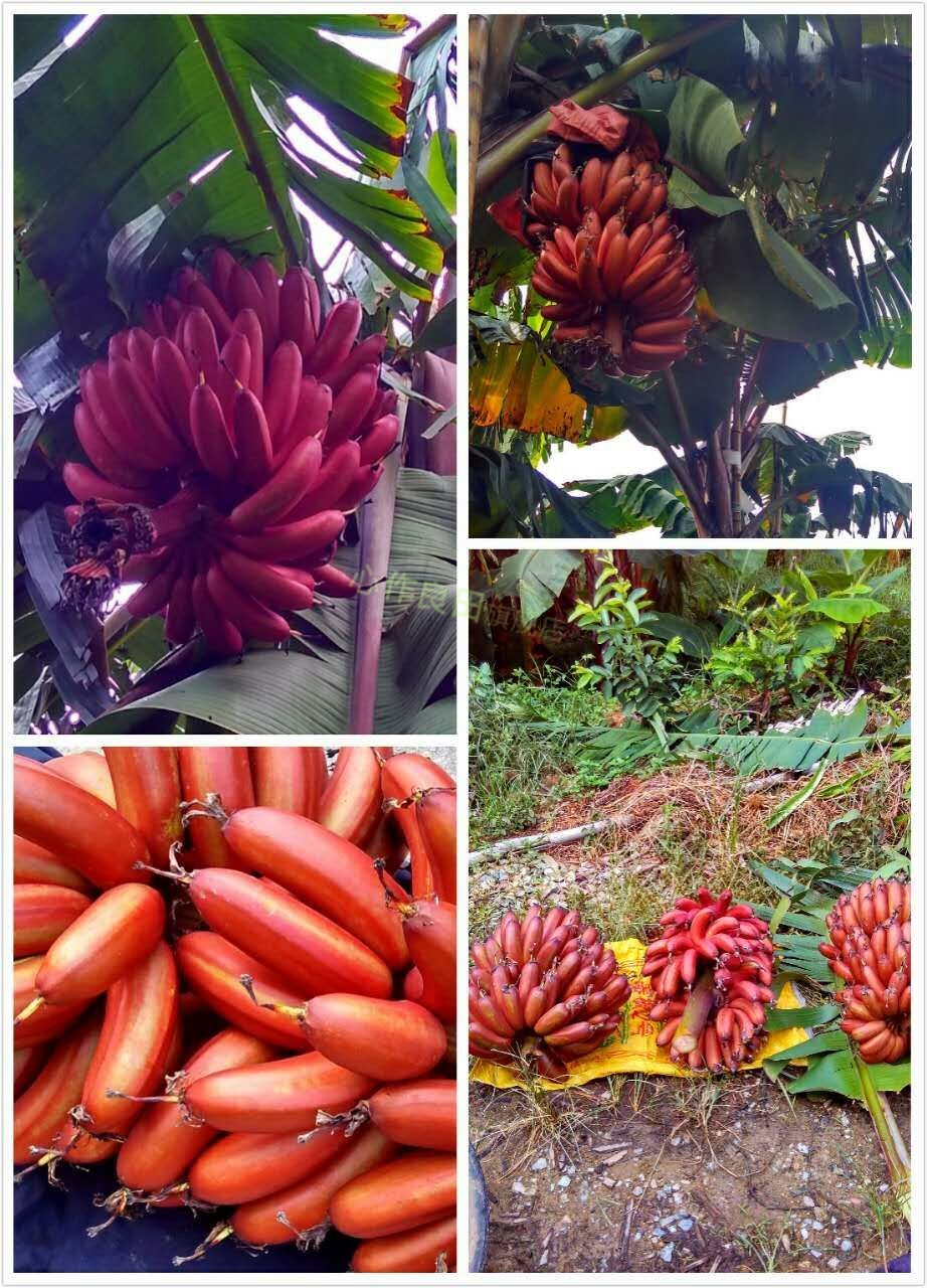 新鲜红皮香蕉 火龙蕉红香蕉红绿蕉 福建土楼 5斤_现价