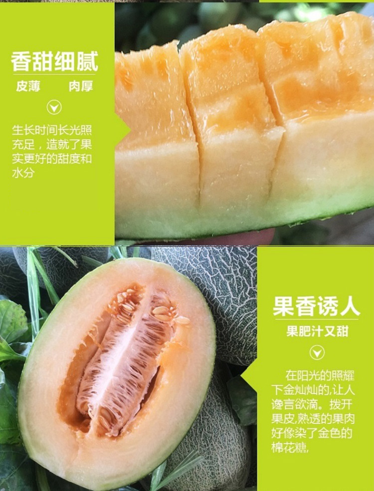 甜如蜜,脆如梨,汁水多,果肉橘红,肉质细腻,深受全国人们喜爱,哈密瓜不