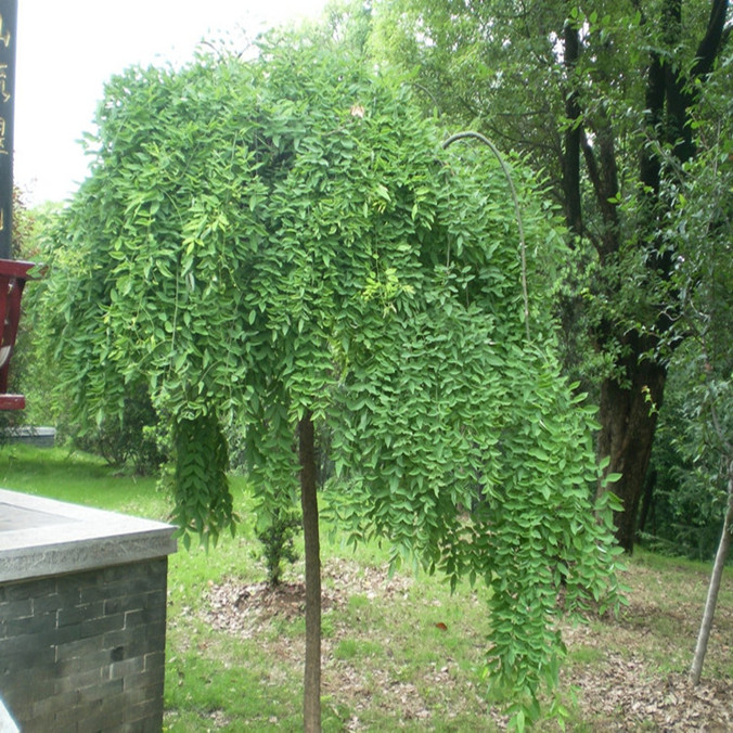 张晗旗舰店国槐树苗龙爪槐树雨伞树庭院绿化植物龙爪槐小苗盘槐垂枝槐