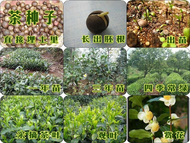 绿茶种子/茶种子/茶树种子/茶叶种子/茶树籽/绿茶籽/包发芽绿茶