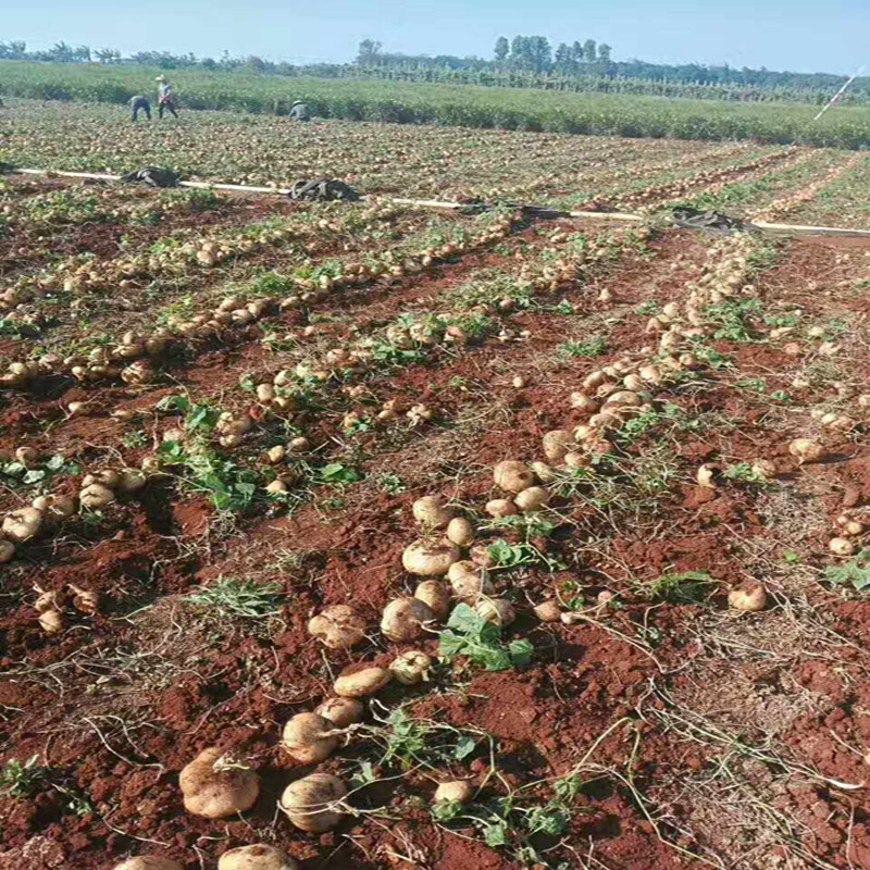 新鲜凉薯白地瓜豆薯沙葛地瓜土瓜地萝卜地梨儿带箱10斤