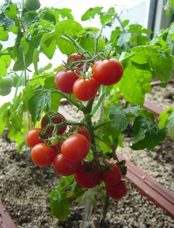 阳台种植西红柿的技术