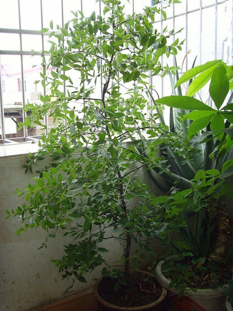 红枣树苗果树苗 果树苗 青枣苗 大雪枣 庭院北方盆栽南方种植枣树苗 4