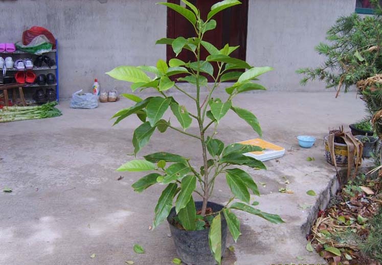 青意萱 白兰花苗 浓香花卉白玉兰花盆栽大苗带花苞发货黄桷兰十里飘香