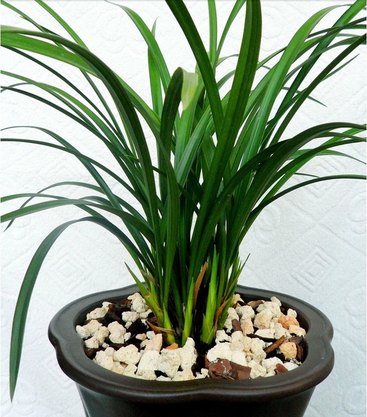 苏之卉 墨兰花苗盆栽金边墨兰绿植盆栽 咏春  浇水:多数大花蕙兰品种