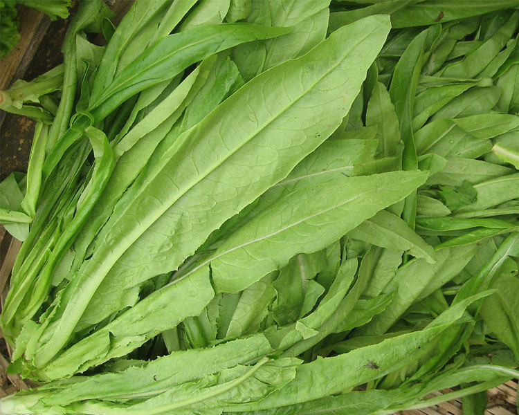 大白菜,豆苗,鸡毛菜英文怎么说-喜洋洋与灰太狼