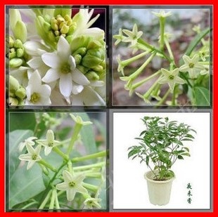 芳香花卉~夜来香花苗 九里香花苗 又名夜香树 盆栽花卉 夜晚香味更浓