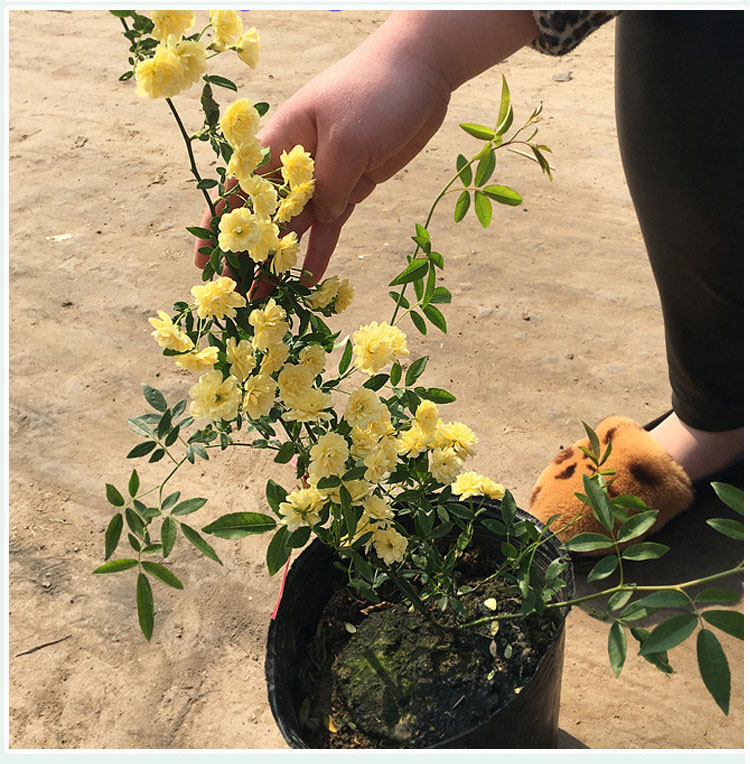 木香花苗 红色木香黄花木香爬藤植物七里香花苗盆栽 庭院阳台蔷薇花苗