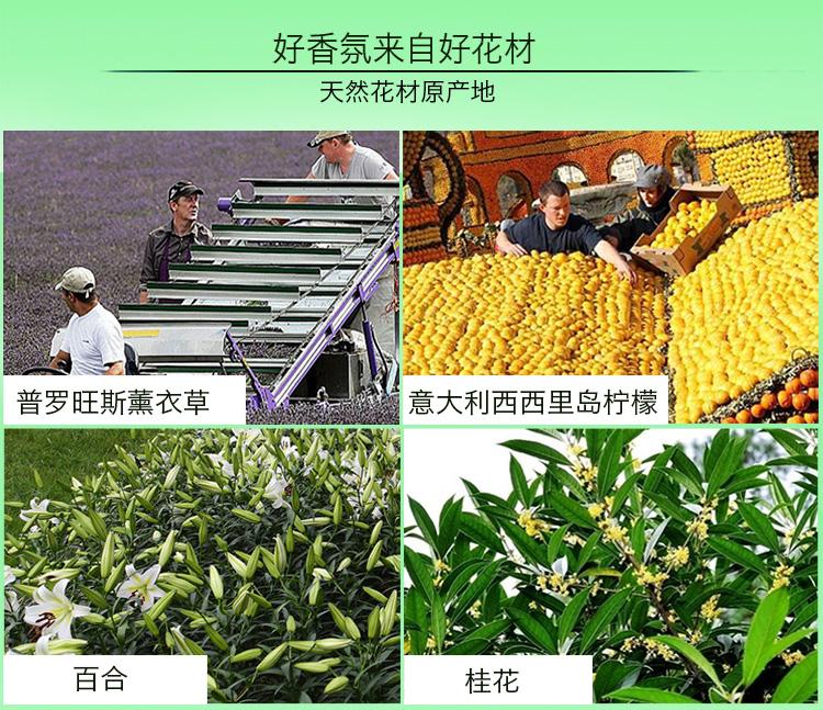 房间香水室内香氛 卧室无火香薰精油套装檀香藤条挥发熏香料 海洋