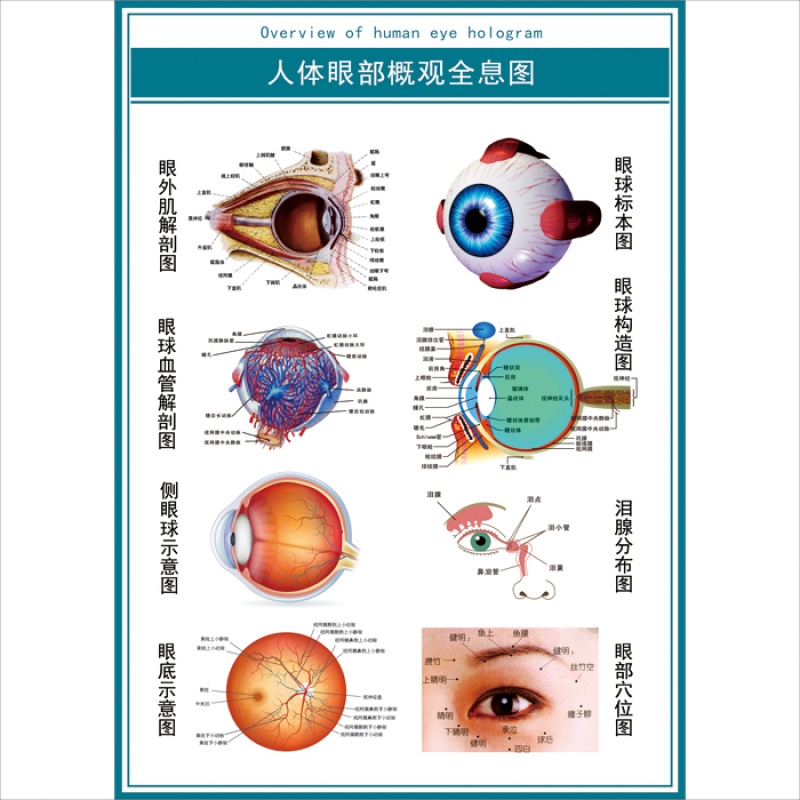眼球解剖图泪腺分布图眼部肌肉血管结构图全息图医院眼科宣传海报 pp