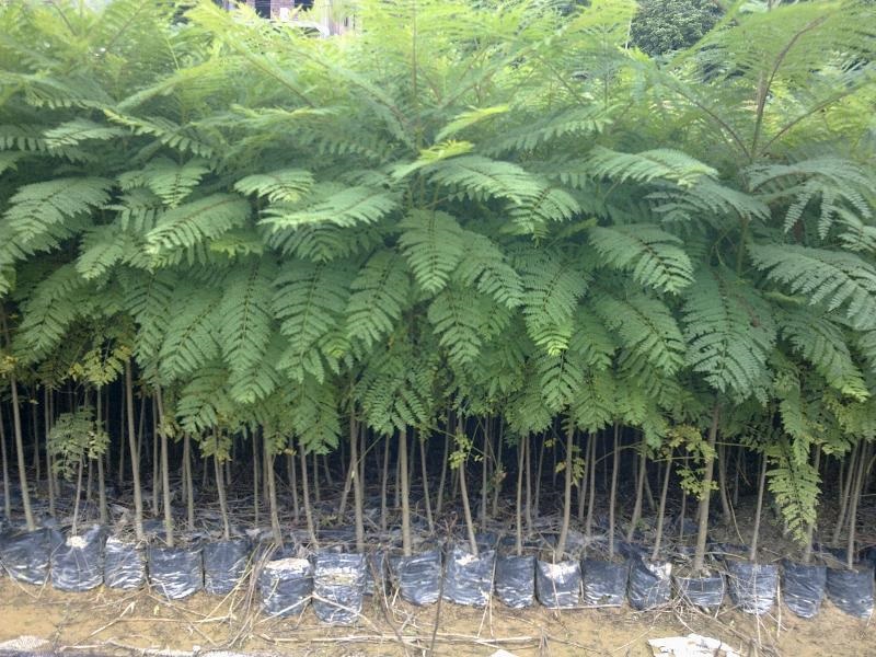 楠致 蓝花楹苗蓝花楹树苗 珍贵树木 庭院蓝雾树树苗 1年苗 净种子800