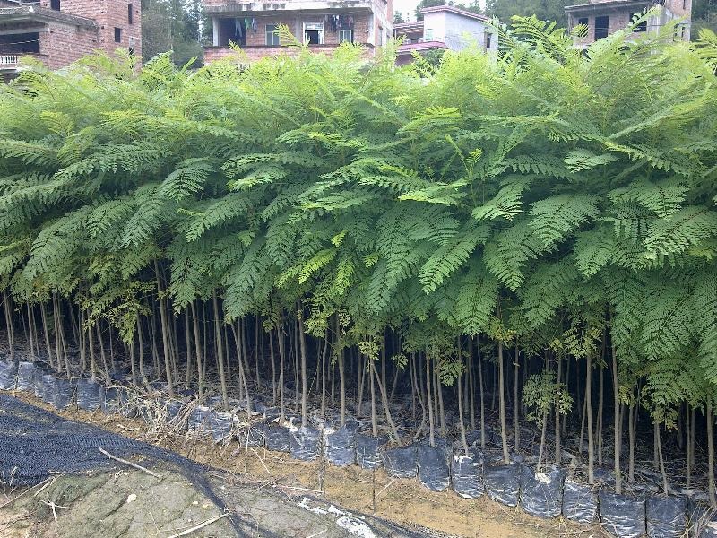 楠致 蓝花楹苗蓝花楹树苗 珍贵树木 庭院蓝雾树树苗 1年苗 净种子800