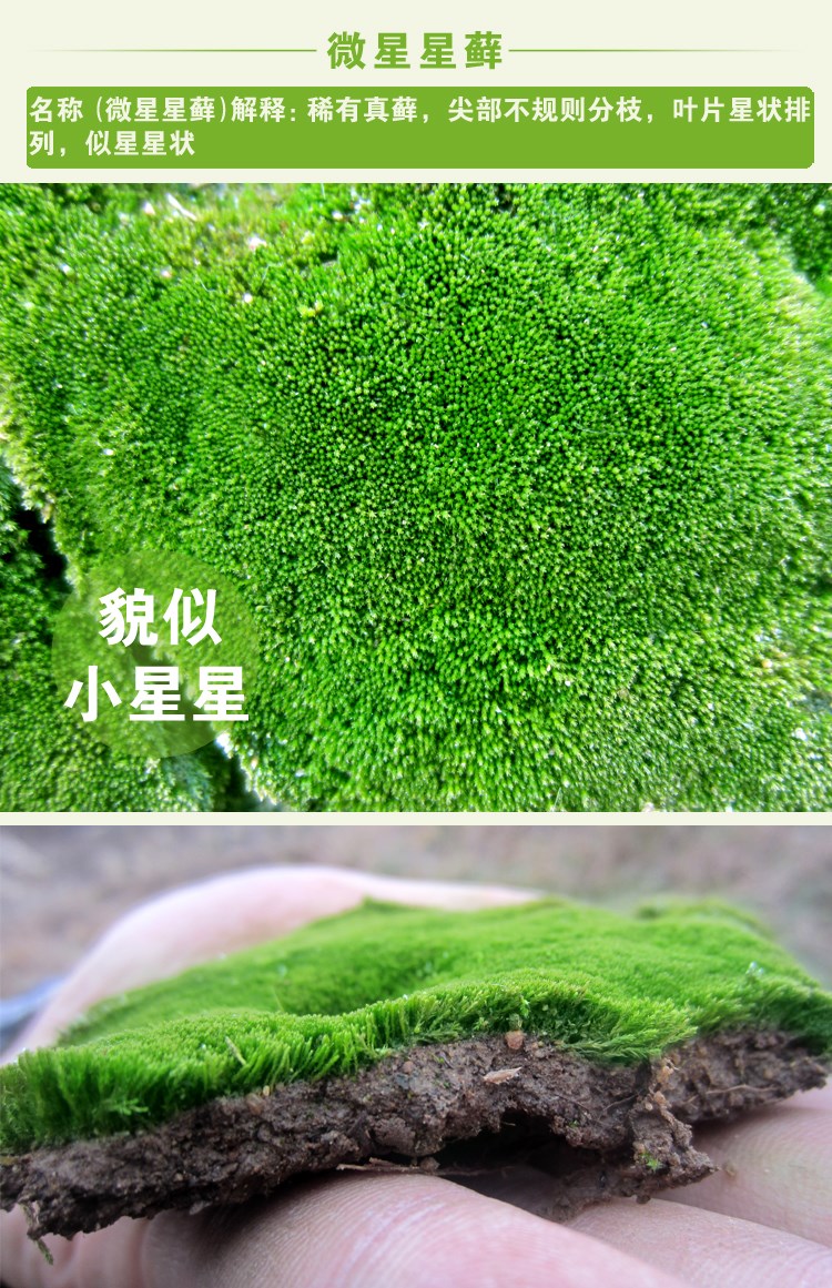 吸水石草籽草种子花草植物造景短绒藓孢子80克包微星星藓孢子20克包活