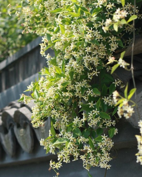 意大利络石藤 风车茉莉 金丝/银丝茉莉 耐寒爬藤浓香花卉 花期长 3年