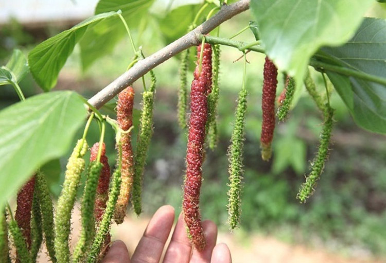 瑞天桑树苗果桑桑果树苗台湾长果桑地栽盆栽南方北方种植泰国黑桑果