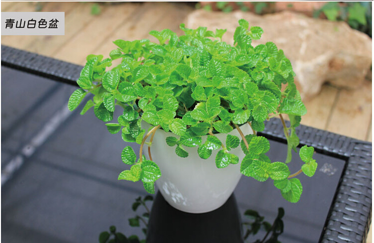 盆栽植物雾霾天气居家必备吸毒草吊兰薄荷强力吸附甲醛花卉绿植 吸毒