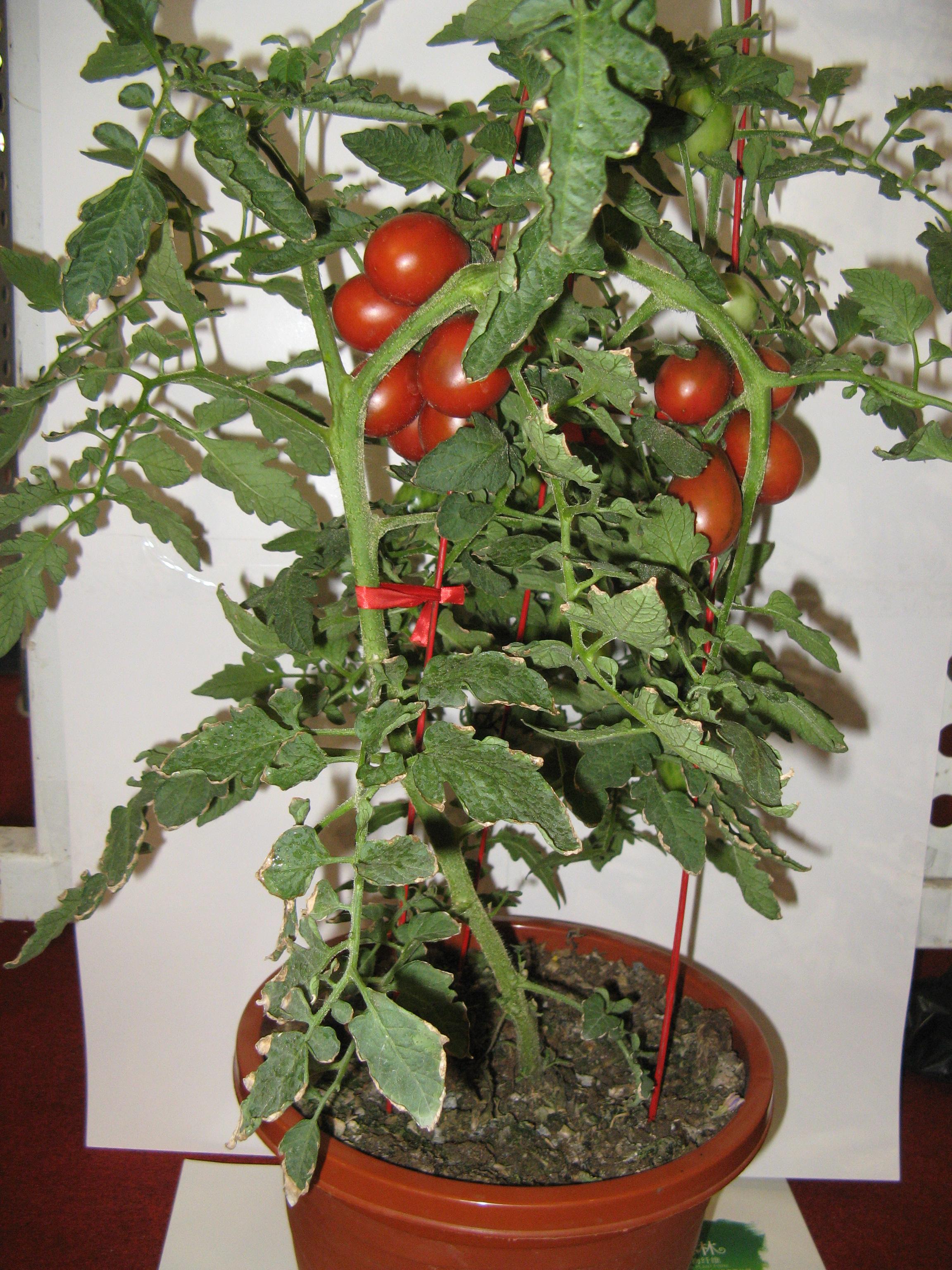 我的阳台盆种番茄秘籍分享给大家！ - 知乎