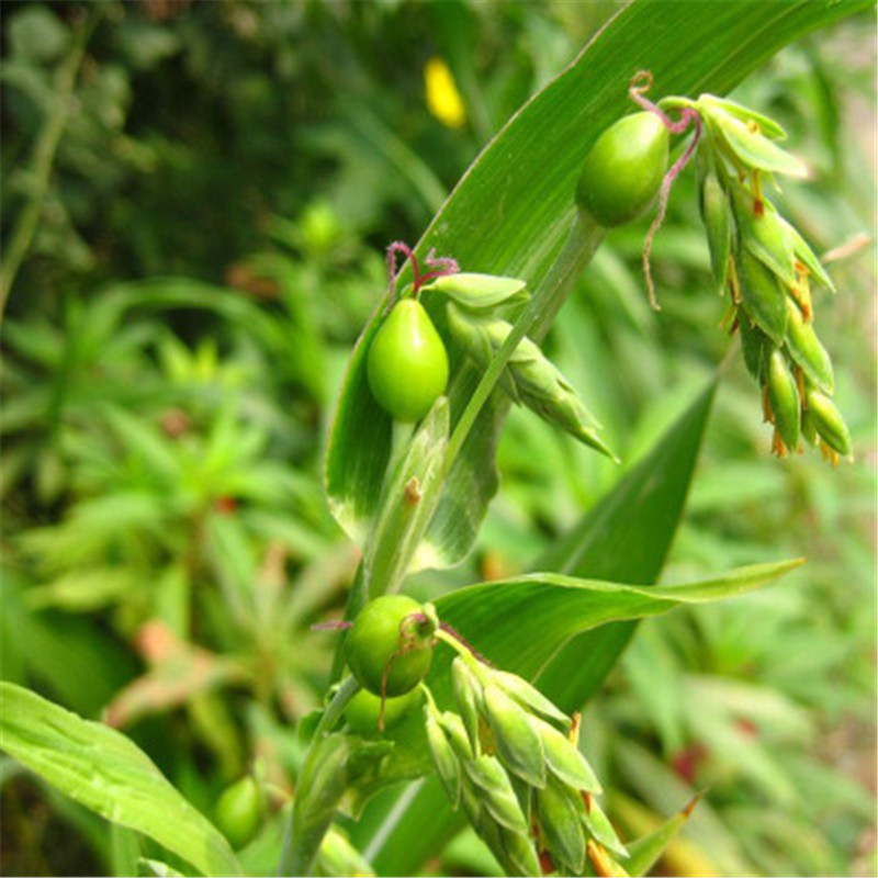 薏米种子庭院种植蔬果花卉种子四季易种 半斤