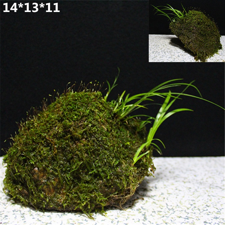 野生附石菖蒲龙根虎须盆景水培菖蒲草大型绿植盆栽客厅植物 附石fs17