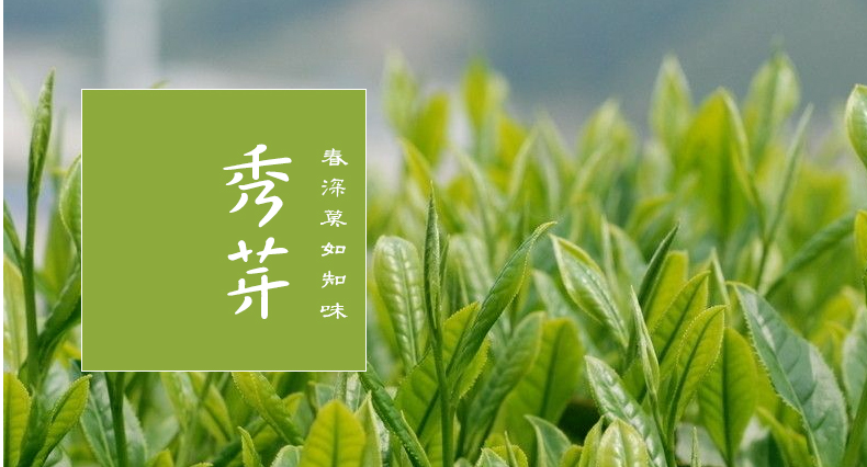 云升绿茶永川秀芽炒青100g2021新茶袋装茶叶